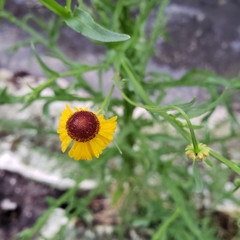 Helenium elegans