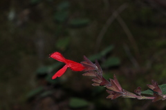 Salvia fulgens