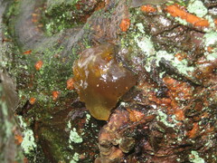 Naematelia encephala