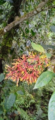 Palicourea guianensis