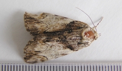 Catocala crataegi