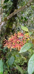 Palicourea guianensis