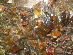 Naematelia encephala