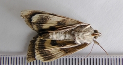 Catocala crataegi