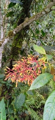 Palicourea guianensis