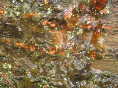 Naematelia encephala