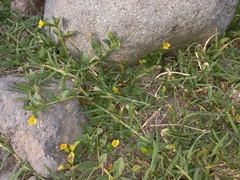 Mecardonia procumbens