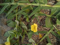 Mecardonia procumbens