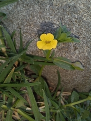 Mecardonia procumbens