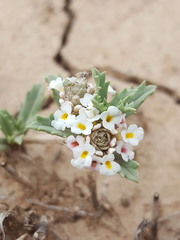 Phyla cuneifolia