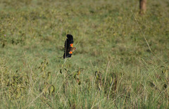 Euplectes progne