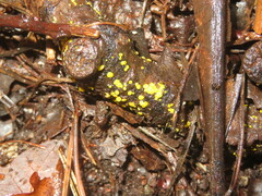 Calycina claroflava
