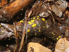 Calycina claroflava