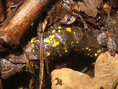 Calycina claroflava