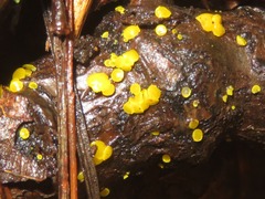 Calycina claroflava