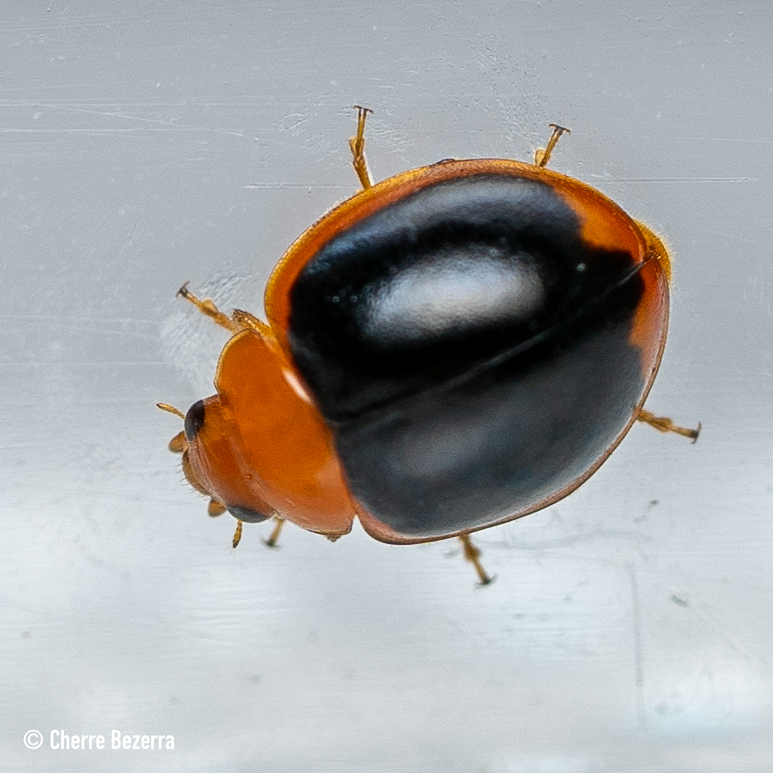 Brumoides foudrasii