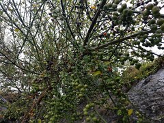 Citharexylum herrerae