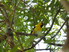 Icterus nigrogularis