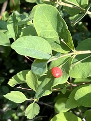 Lonicera utahensis