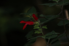 Salvia fulgens