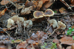 Macrocystidia cucumis leucospora