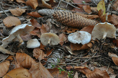Clitocybe phyllophila