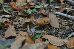 Inosperma cervicolor