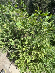 Lonicera utahensis