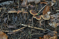 Macrocystidia cucumis leucospora