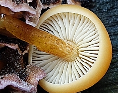 Flammulina velutipes