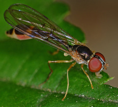 Baccha elongata