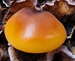 Flammulina velutipes