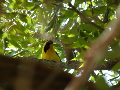 Icterus nigrogularis