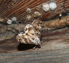 Drasteria mongoliensis
