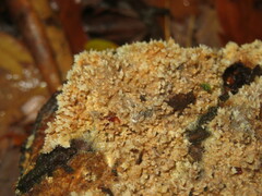 Sarcodontia uda