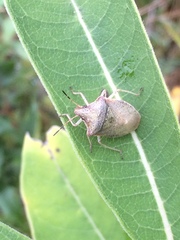 Euschistus servus euschistoides