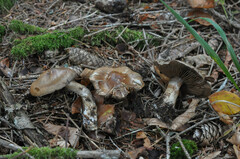 Cortinarius infractus