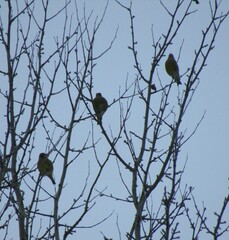 Chloris chloris