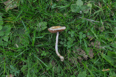 Stropharia pseudocyanea