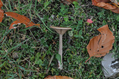 Pseudoclitocybe obbata
