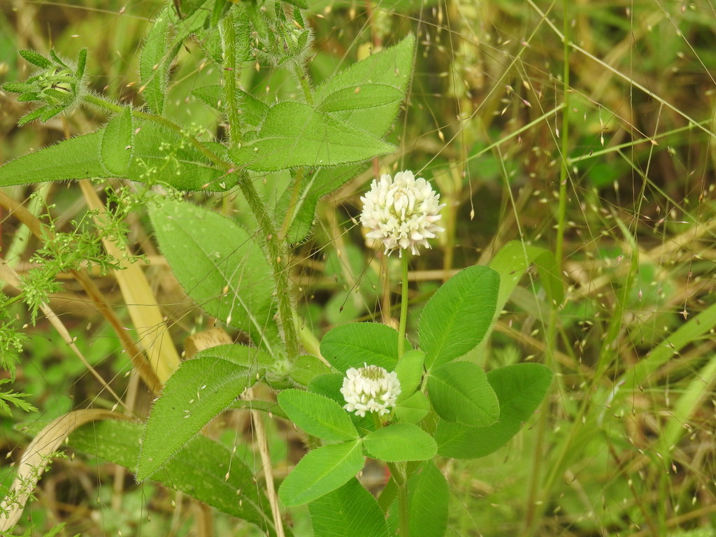 Alsike clover from Hendrie Valley, Burlington, ON, Canada on September