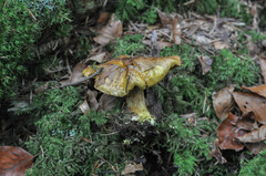 Cortinarius meinhardii