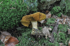 Cortinarius meinhardii