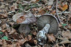 Cortinarius praestans