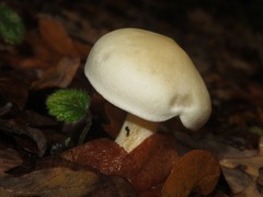 Hebeloma velutipes