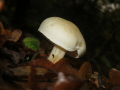Hebeloma velutipes