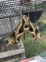 Eumorpha pandorus