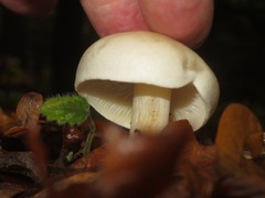 Hebeloma velutipes