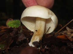Hebeloma velutipes
