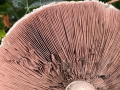 Agaricus sylvicola